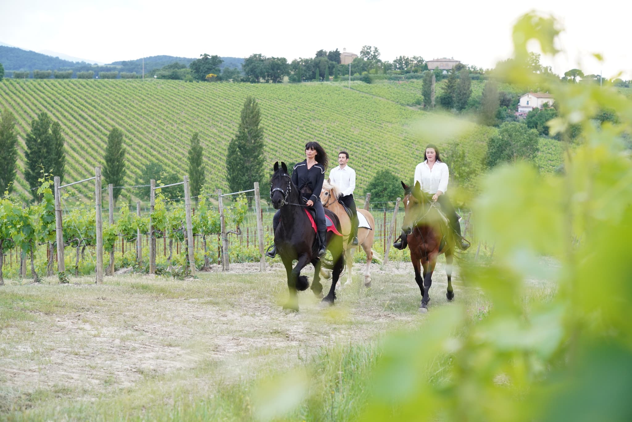 Riders on horseback among vineyards in the Tuscan countryside